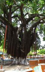 parque central la ceiba honduras