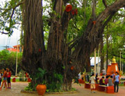 ceiba honduras