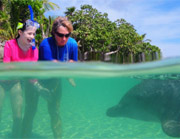 nadando delfines roatan honduras