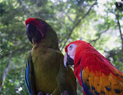 guacamayos parque aves reserva natural macaw mountain copan ruinas honduras